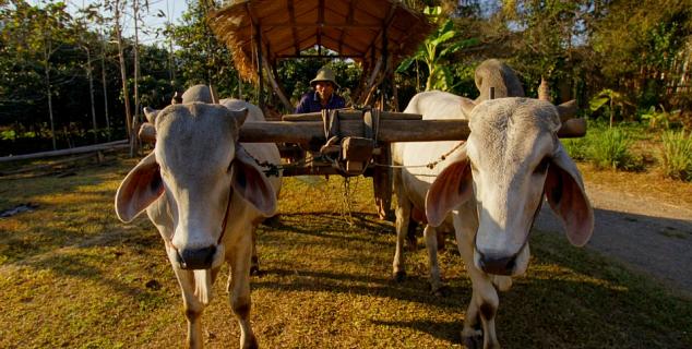 Bullock Cart ride Lisu Lodge