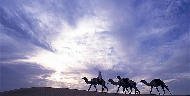 Camels at Al Waha