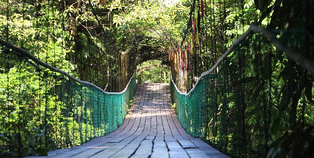 Canopy Walkway