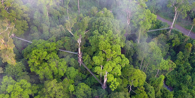 Canopy Walkway