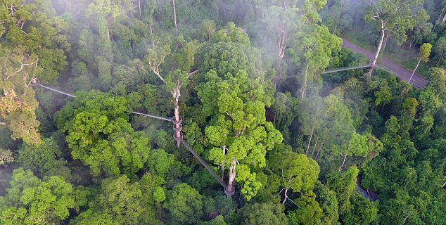 Canopy Walkway