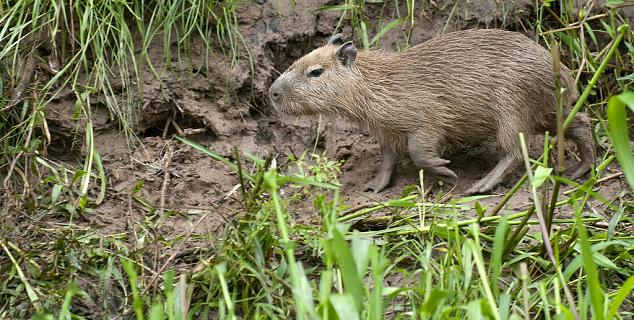 Capybara