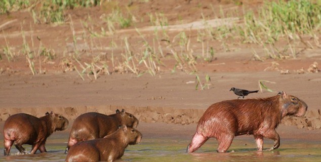 Capybaras in the Amazon
