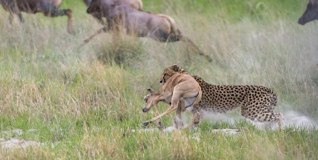 Cheetah Kill
