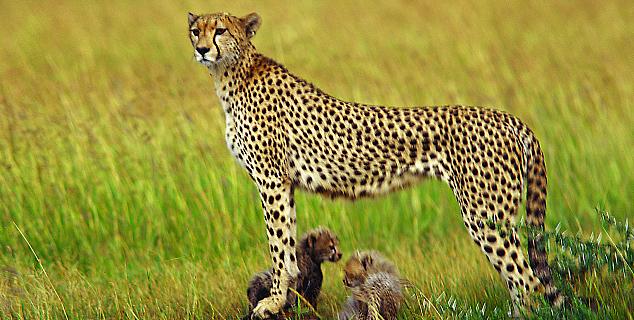 Cheetah in the Selenkay Conservancy