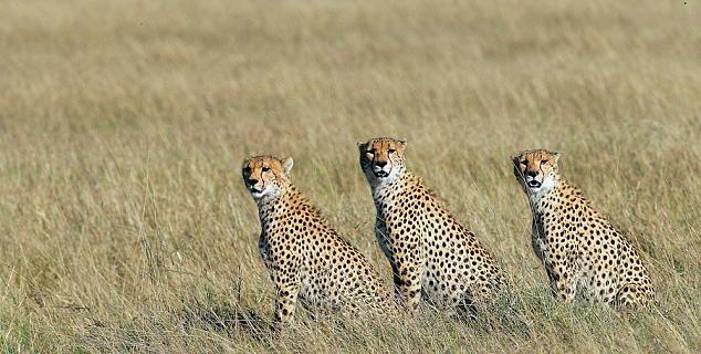 Cheetahs in Masai Mara Reserve