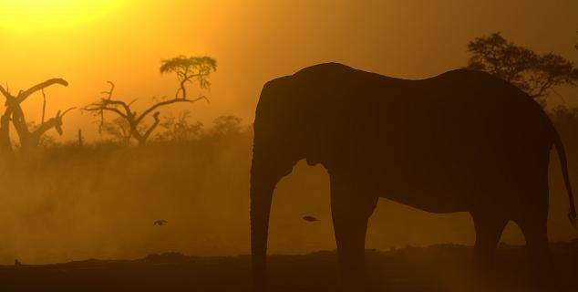 Chobe National Park, Botswana