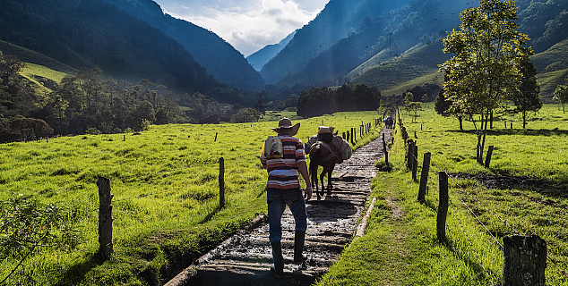 Cocora Valley, Colombia