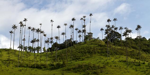 Cocora Valley