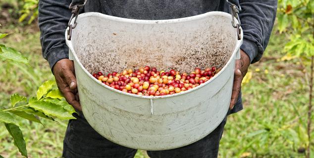 Coffee Grown Process