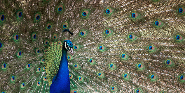 Colours of Sri Lanka