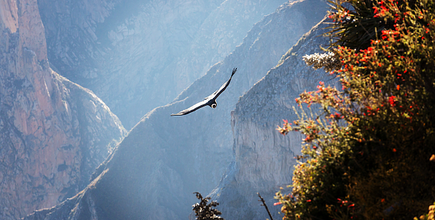 Condor