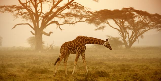 Dawn on the Mara