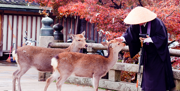 Deer Park, Nara