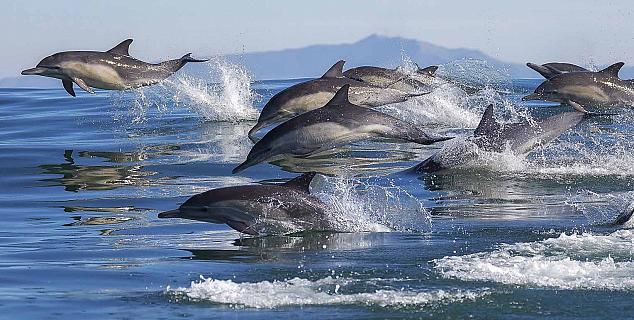 Dolphin Watching