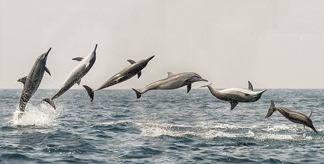 Dolphins