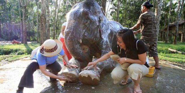 Elephant Experience at Elephant Hills