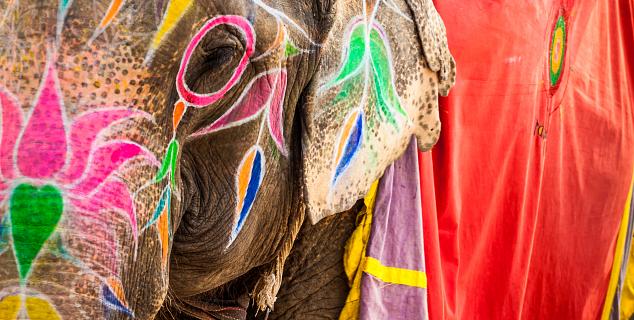 Elephant at Amber Fort