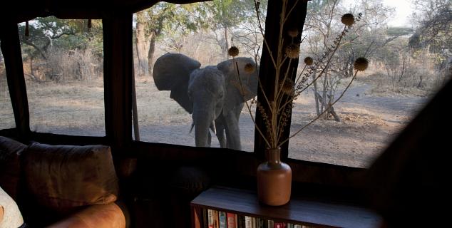 Elephant at the camp