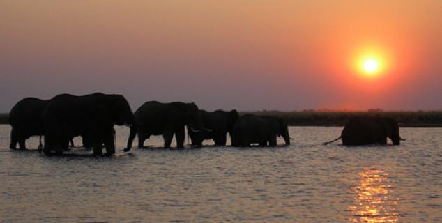 Elephants at Chobe