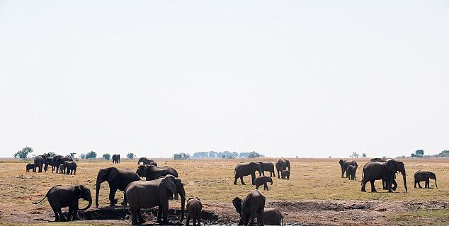 Elephants at Chobe