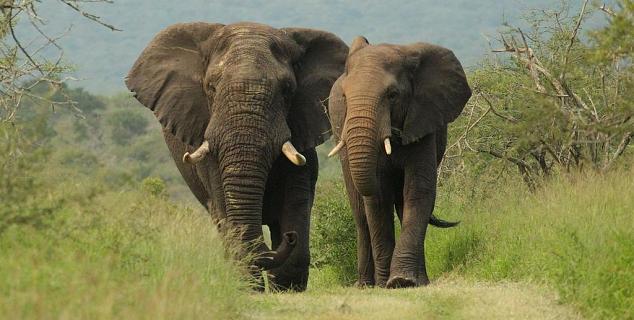 Elephants at Thanda