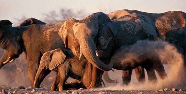 Elephants in Etosha
