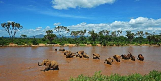 Elephants in Samburu National Park