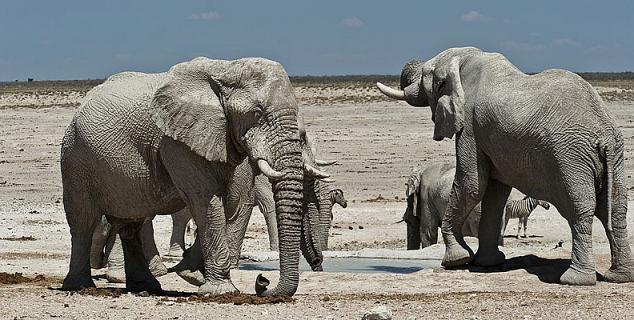 Etosha National Park