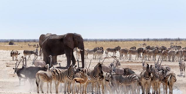 Etosha National Park