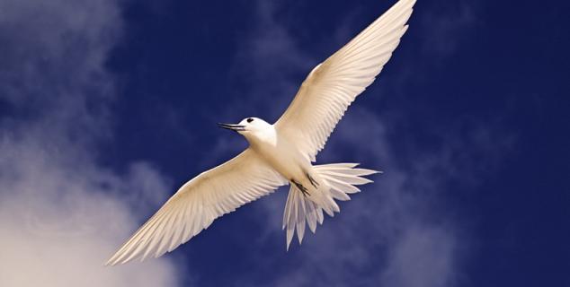 Fairy Tern