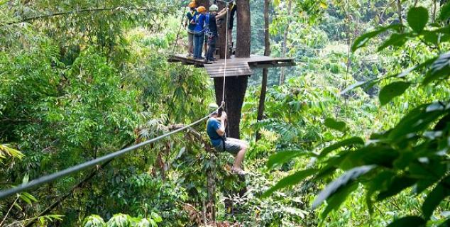 Flight of the Gibbon