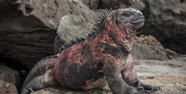 Galapagos Iguana
