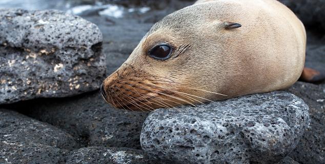 Galapagos Islands