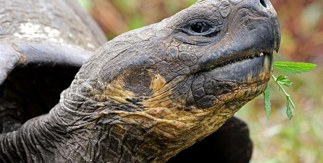 Galapagos Tortoise