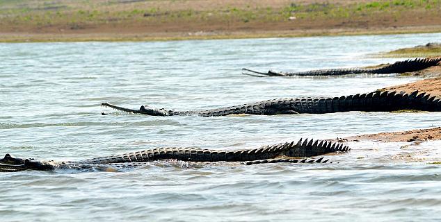 Gharial