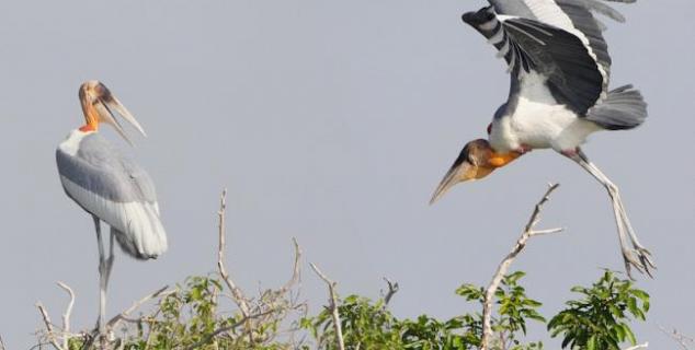 Greater Adjutant at Prek Toal