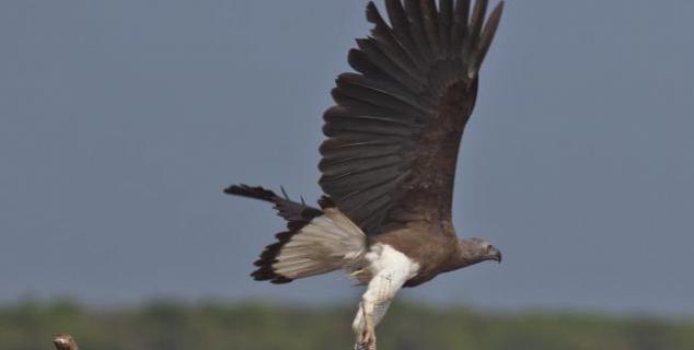 Grey Headed Fish Eagle