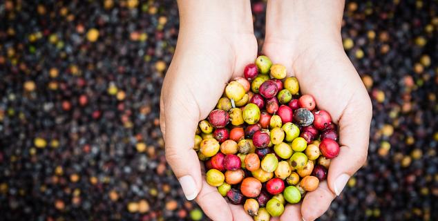 Guatemalan Coffee