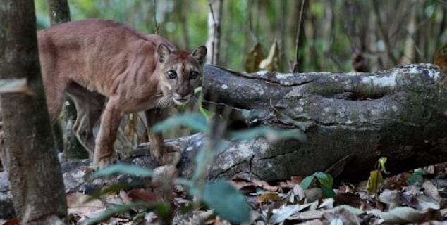 Guest photo of a Puma