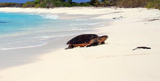 Hawksbill Turtle