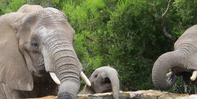 Hillsneck Safari Camp