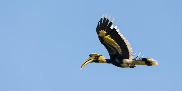 Hornbill at Keoladeo Bird Sanctuary 