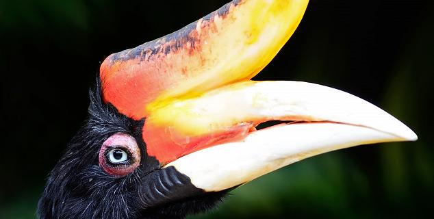 Hornbill, Sabah