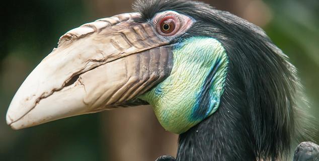 Hornbill