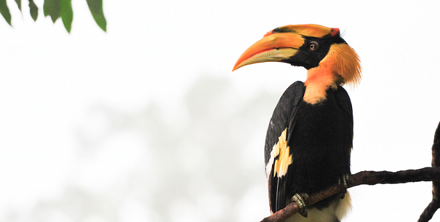 Hornbill