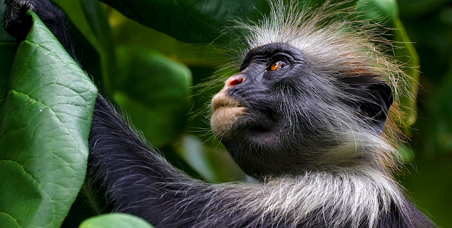 Hosei Langur Monkey, Borneo