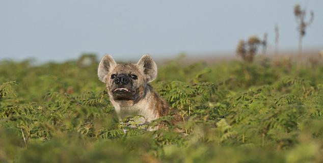 Hyena