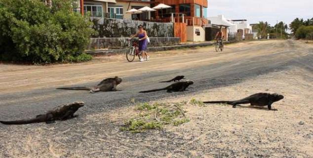 Iguanas Crossing!