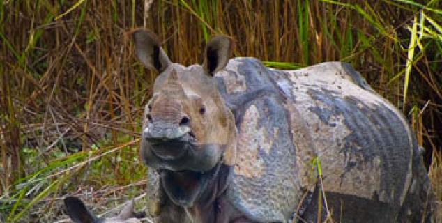 Indian One-horned Rhino